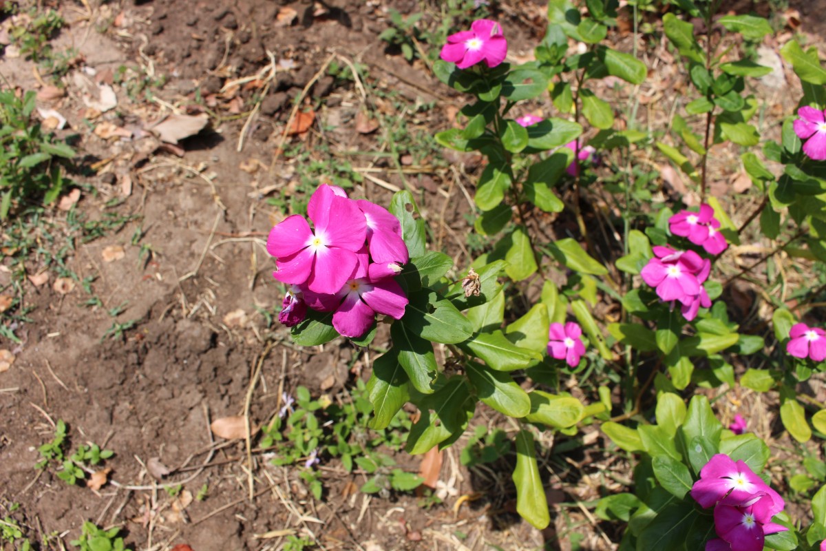 Catharanthus